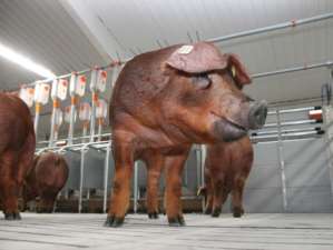 «Псковэнерго» выдало 1,2 МВт дополнительной мощности свинокомплексу в Невельском районе