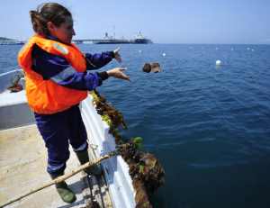 «НИИ Транснефть» запатентовал способ биологического мониторинга экосистем с использованием морских гидробионтов