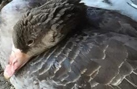 Инженер Саратовской ГРЭС Юрий Безверхов спас дикого серого гуся и отпустил в сторону Волги