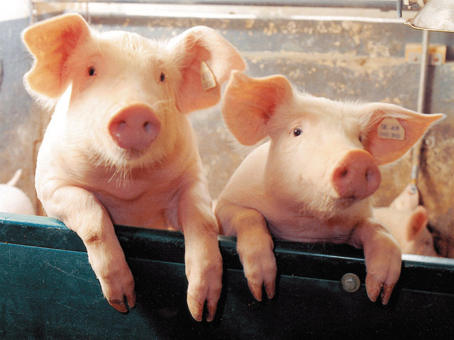 МРСК Центра  обеспечила в Курской области выдачу мощности для поросят новых крупных животноводческих комплексов