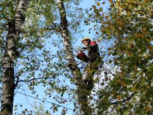 МОЭСК с начала года расчистила 150 га просек в охранных зонах ЛЭП Новой Москвы