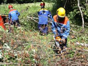 Бригады «Нижновэнерго» расчистили 273 га трасс ЛЭП в ходе федеральных учений в Твери