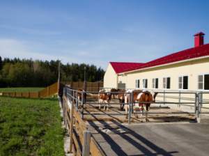 «Ленэнерго» обеспечило более 150 кВт мощности фермерскому хозяйству во Всеволожском районе