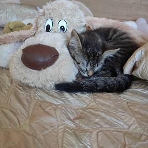 Оренбургский котопёс будет жить теперь со светом