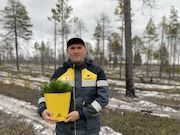 «Конданефть» высадила более 700 тысяч сосен в Югре