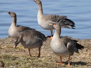 При поддержке «РН-Ванкор» ученые получили новые данные о популяции краснокнижных гусей на севере Красноярского края