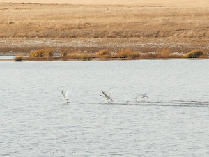 В Хакасии рядом с угольным разрезом «Кирбинский» поселились краснокнижные птицы
