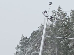 Обесточенные села в Приамурье запитаны от мобильных дизельных электростанций