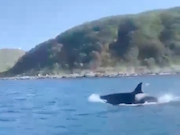 В акваторию нефтепорта Козьмино зашли косатки