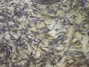 «Красноярсккрайуголь» выпустил в реку Енисей молодь стерляди