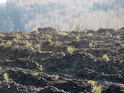«Южный Кузбасс» показал экологам рекультивированную территорию угольного разреза «Красногорский»