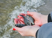 Шатурская ГРЭС выпустила в озеро Святое около 8,5 тысячи мальков сазана