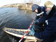 Белоярская АЭС зарыбляет водохранилище в соответствии с расчётами Уральского филиала Госрыбцентра