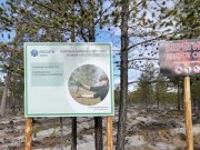 «Россети Тюмень» высадили почти 100 тысяч деревьев для восстановления соснового леса в Югре