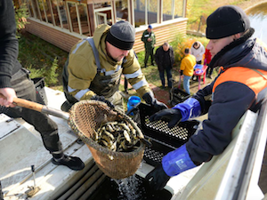 Белоярская АЭС выпустила в водохранилище 120 тысяч особей краснокнижного чёрного амура