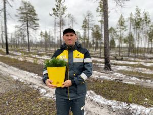 «Конданефть» высадила в ХМАО-Югре полмиллиона сосен