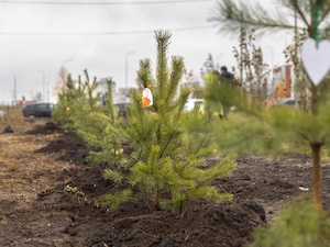 Семьи сотрудников ЕВРАЗ НТМК и Роспотребнадзора высадили деревья в Нижнем Тагиле
