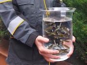 Туапсинский НПЗ восстанавливает популяцию краснокнижного черноморского лосося