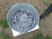 Уральские газовики выпустили в реку Тобол более 30 тысяч мальков стерляди