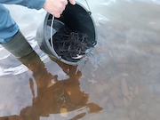 «Газпром газораспределение Киров» выпустил в реку Вятку более тысячи мальков стерляди