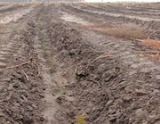 «КазМунайГаз» восстанавливает пострадавшие от пожаров леса в Костанайской области Казахстана