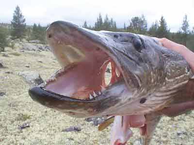 Ловля щуки на мягкие силиконовые приманки