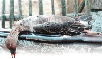 Летят гуси...