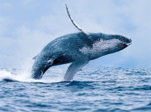 В местах обитания редких китов, дельфинов и тюленей в Арктике и на Дальнем Востоке скоро могут начать разработку нефтегазовых месторождений