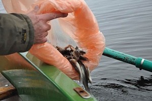 На Псковской ГРЭС для поддержания экологического баланса в водохранилище выпустили 1,5 тыс мальков судака