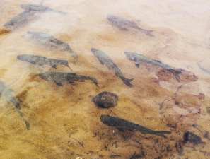 Более тонны молоди рыбы выпущено в озера-охладители Калининской АЭС