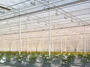 Тепличный комбинат «Липецкагро» получил 50 МВт дополнительной мощности