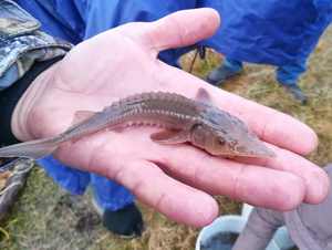 «Транснефть – Урал» выпустила в реку Иртыш мальков осетра