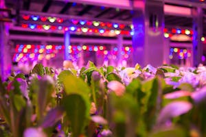 Компания АВВ обеспечила энергоснабжение первой вертикальной сити-фермы в Москве