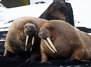 «Роснефть» проводит масштабную программу по изучению атлантического и лаптевского подвидов моржа