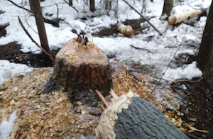 Бобры оставили без электричества жителей Коношского района Архангельской области