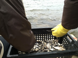 Белоярская АЭС выпустит в Белоярское водохранилище 269 тысяч рыб