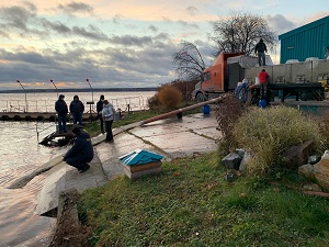 Толстолобые рыбы от Белоярской АЭС подружатся с белым амуром