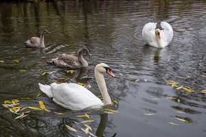 Московский НПЗ подарил 4-х птенцов белых лебедей столичному парку «Митино»