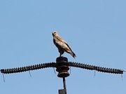 Летят перелетные птицы...