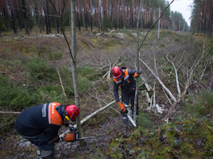«Ленэнерго» расширило более 650 га охранных зон ЛЭП