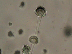 В Пермском Политехе определили «опасную дозу» нефти для почв с помощью микроорганизмов