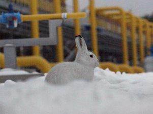 Исследования подтвердили минимальный метановый след поставок «Газпрома»