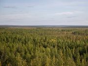 «Таас-Юрях Нефтегазодобыча» за три года высадила более 200 тысяч сеянцев сосны в Якутии