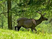 Грантовая программа ВСНК позволила сибирским ученым обнаружить маралов в Эвенкии
