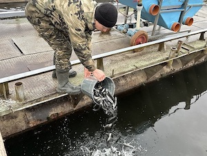 Смоленская АЭС выпустила в Десногорское водохранилище мальков чёрного амура