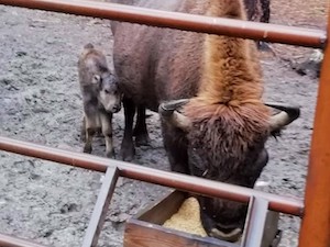 «Транснефть-Верхняя Волга» помогает российским национальным паркам увеличить популяцию зубров