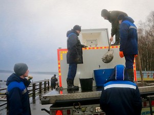 Смоленская АЭС выпустила в Десногорское водохранилище 5 тонн мальков белого толстолобика