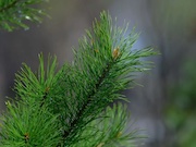 «Транснефть – Западная Сибирь» высадила около 60 га леса в Томской и Новосибирской областях