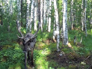 При поддержке «Роснефти» ученые провели учет численности лесного северного оленя в Тюменской области