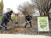 Курские атомщики высадили в Курчатове аллею из 80 остролистных клёнов